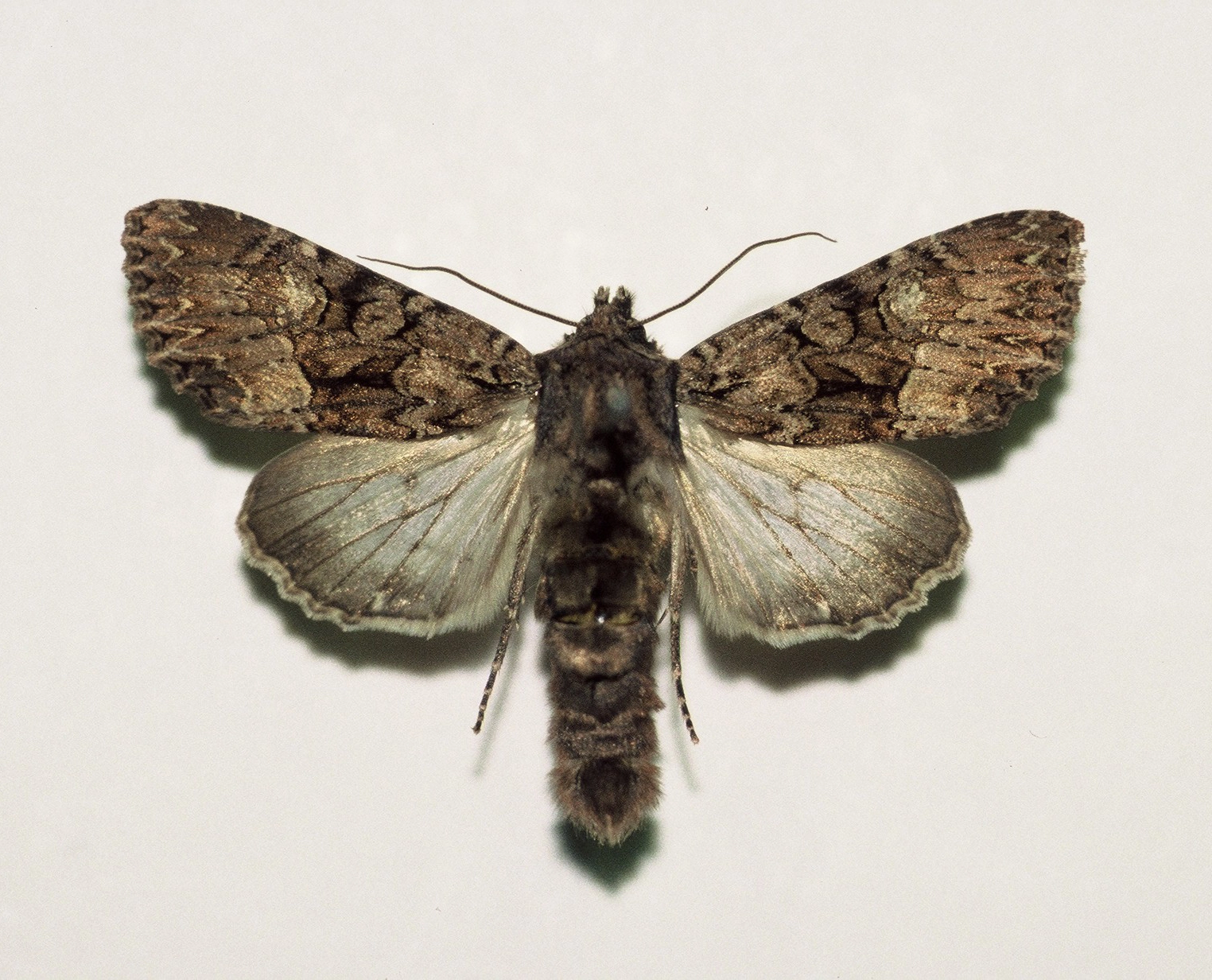adusta uil Mniotype adusta, Han KS, coll. Naturalis, Leiden, F1000016.JPG